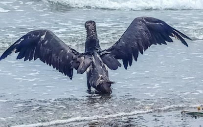Masbate DENR releases captured seabird