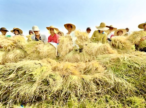 RICE FARMERS HAPPY WITH HIGHER BUYING PRICE OF PALAY