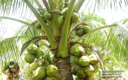PBBM DIRECTS PCA TO COME UP WITH CONCRETE DEVELOPMENT, REHAB PLAN FOR COCONUT INDUSTRY AS AGENCY SETS OUT PLAN TO PLANT 100 M COCONUT TREES FOR THE NEXT 5 YEARS